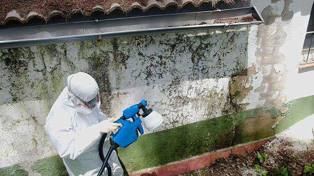 Mold Removal service in Ashton